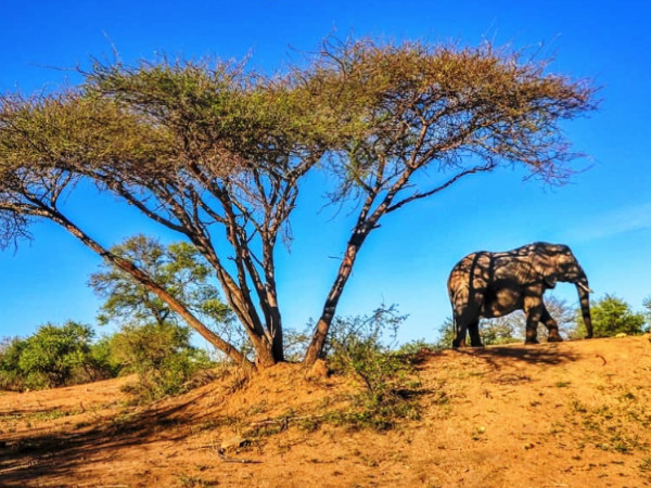 Best African Safari Tours