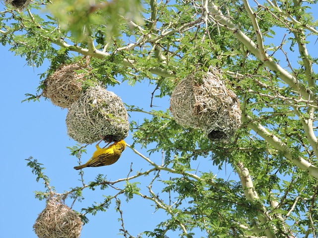 The bird nest