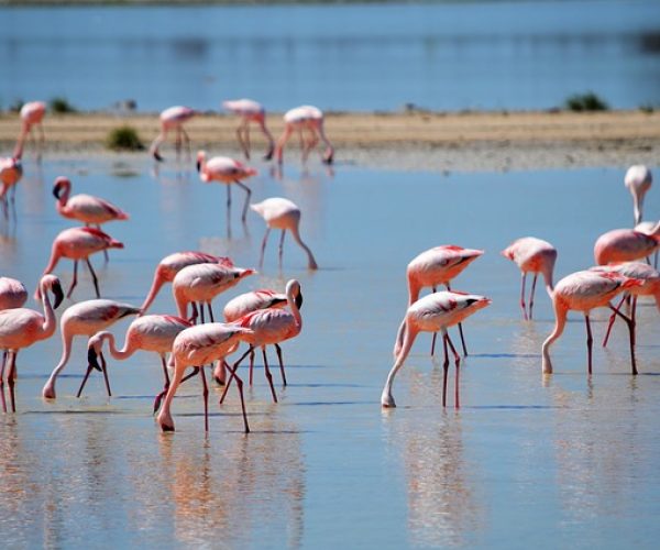 Flamingo Walvis bay